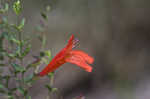 Scarlet calamint